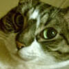 catsparade